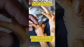 Bubul ayam, atau dikenal sebagai bumblefoot atau pododermatitis,#ayamjago #hewanpeliharaan
