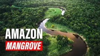 Amazon River Mangrove Forest 🌿 | Explore Brazil&rsquo;s Vast Mangrove Ecosystem! |  Explore Edge