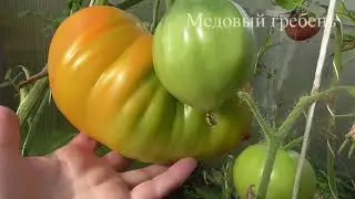 Лучшие сорта томатов, сезон 2023 года.