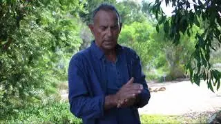 Useful Indigenous Plants Guide - Wattle Tree