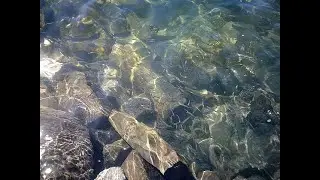 CAPE COD CANAL/STRIPERQUEST/SILVERSIDES AND RAINBAIT