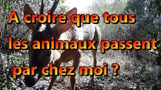 Cam&eacute;ra de chasse : plut&ocirc;t surprenant😀 🔅avec le Num&rsquo;axes Pie1046. 4 G