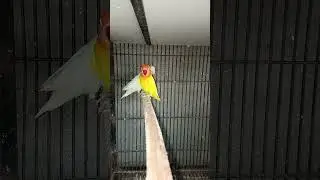 Albino red eyes Latino personata red eyes pair #bird #lovebirds #lovebird #albino #pigeon #birds