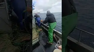 Fish trap   Forkbeard   Physis Physis
