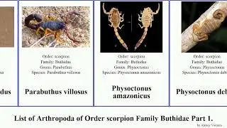 List of Arthropoda of Order scorpion Family Buthidae Part 2. tityus uroplectes parabuthus mana