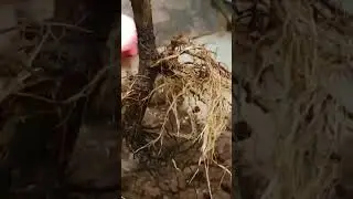 How to avoid root problems, in #gardening #terracegarden #tamil #plants