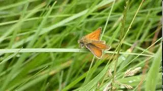 Small Skipper.