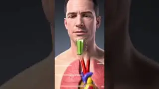 What Happened Inside Your Body When You Eat Okra#digestiveprocess#yshorts#facts#digestiveenzymes
