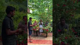 ഔട്ട്ലറ്റിലെ വില്പനകാഴ്ചകൾ /  gardening / Reemz rose plants #reemz #reemzbasket#reemzgarden