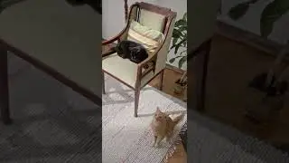 Cats fashion online video by mohobbot for worldwide
