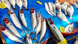 ISTANBUL FISH MARKET - TURKEY Food Tour