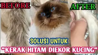 MEMANDIKAN KUCING PERSIA||EKOR KUCING HITAM BERMINYAK