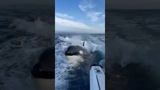 Watch your back! #killerwhale #orca #viral