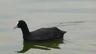 Coot - Fulica atra - Blesh&aelig;na - Rellur -  Vatnah&aelig;na - Fuglar - Fuglal&iacute;f