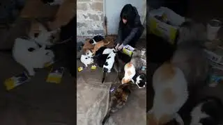Dmitry and his wife provide essential supplies to the cat owners in their area