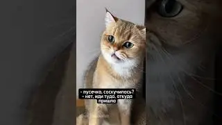 Пришла и что теперь? Не лезь ко мне r/ #love #котики #приколы #cat #cats #Psychologist