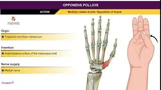 Opponens pollicis brevis - Thenar muscles , Animation without narration