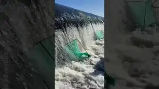 Amazing Fishing Adventure! #shorts #fish #trending #adventure