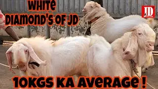 White Diamonds of JD | 10Kgs average | JD Goat Farm