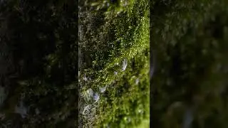 The Micro World of Green Moss.Drops of Water Glistening After the Rain💦✨️ #asmrsounds #peaceful#asmr