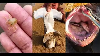 Seafood/Catching Seafood🦀🐙(Catch Crab, Catch Fish)/Fishing/Fishing in TikTok #23.