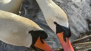 Mute Swan Pair (Hugo & Princess) Having Seeds, Cob Was First For Seeds! 24 January, 2026. 