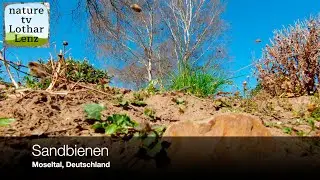 Sandbienen. Moseltal, Deutschland