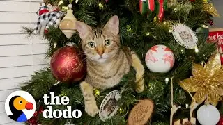 These Cats Are Obsessed With Christmas | The Dodo