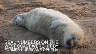 Record year for birth of grey seal pups around east coast   Daily Mail Online