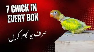 Top 10 Essentials You Must Know Before Breeding Lovebirds budgies and cockatiels