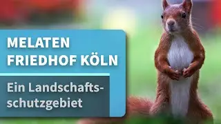 Der Melaten Friedhof in Köln - ein Landschaftsschutzgebiet - Canon EOS R6 [4K50p]