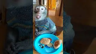 обезьяньи блинчики, банановые😉🥞🍌. Дождались маму из отпуска)❤️#monkey #petmonkey #animal #обезьяна