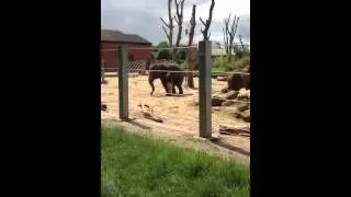 Elephants health check