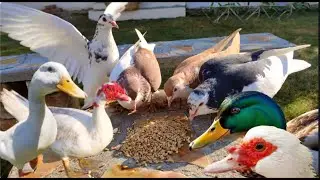 My Village Pigeons Join the Muscovy Duck Feeding Frenzy | Funny Duck Moments