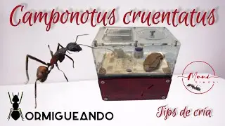 Camponotus cruentatus  |  Tips de cr&iacute;a #hormigas #tips #camponotus