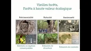 Vieilles forêts : mieux les connaître, mieux les préserver grâce au LIDAR.