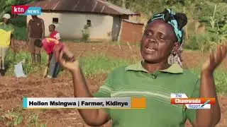 The Chamwada Report: Proper Use of Fertilizers Improving Yields for Vihiga Farmers