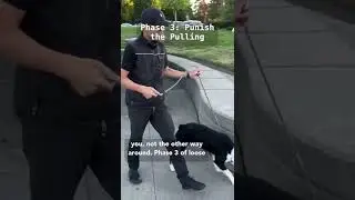 STOP LEASH PULLING in 15 minutes ⬇️🦮❌