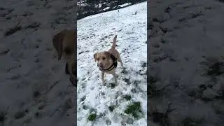 Finally snow in the midlands UK 🇬🇧 #snowday #dogsplaying #labradorretriever