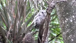 Barred Owl Part 2 First Steps Outside The Nest