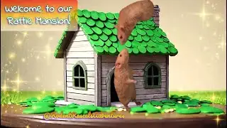 Welcome to our Rattie Mansion #petrats