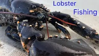 Lobster Fishing / Trapping Off Guernsey East Coast!!