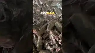 😁😁😁😁#fishing #aquaculture #catfishfarming #fish #fishfarming #agriculturalsystem