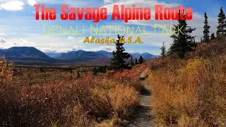 Denali National Park (September 2021): Hiking The Savage Alpine Route & Savage River (short-form)