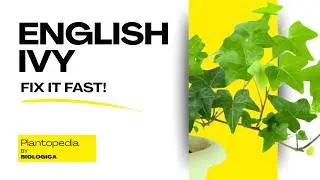 English Ivy Indoors: Care, History, and What Often Goes Wrong