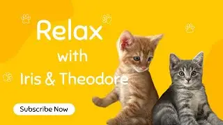 Cuddly Tabby Kittens in Bed | Theo & Iris Melt Our Hearts 💕