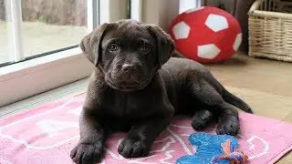 First puppy training 10 weeks old chocolate lab