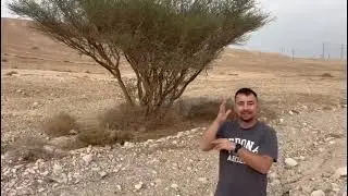 Acacia in the Judean Desert / Акация в Иудейской пустыне