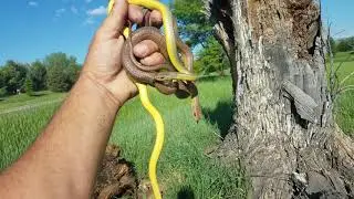 Western yellow bellied racer
