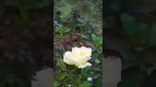 rose flower care 🌹🌷🪴#flowers #roseplantcaretips #flowerplant #plantcare #terracegardenindia #garden